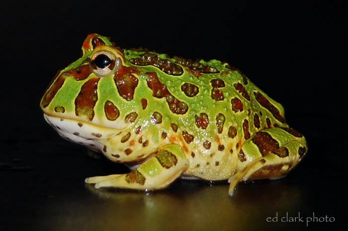 012 - Ceratophrys ornata.jpg